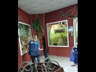 Юная тайра устроила побег из зоопарка Екатеринбурга.   Малышулик не пострадал, а повреждения вольера оперативно... (видео)