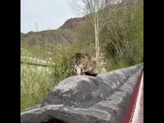 Сами вы Хоттабычи… это Мастер Шаолинь, не иначе 😂😂😂 - Ольга Антонова