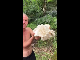 Я был бы не прочь устроить дегустацию таких фруктов (видео)