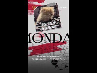 Котики наше всё - Лёля Лори