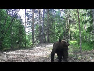 Медведица привела малыша к фотоловушке на показ в Керженском заповеднике ❤ Тот с любопытством заглядывает в камеру,... (видео)