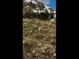 🏔 Доброе утро!  Сегодня понедельник, и привет вам летит прямо с горных вершин, где природа решила подарить нам свою... (видео)