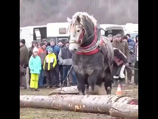 Как то жалко животное. Всё подневольно - хлещут, дёргают, шпорят, толкают, узда тянет. - Олег Хлызов