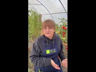 Неприятный вкус клубники может объясняться несколькими факторами. К ним относятся неподходящий со...