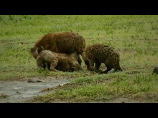 Video by Эколого-биологический отдел ЦДОД им.В.Волошиной