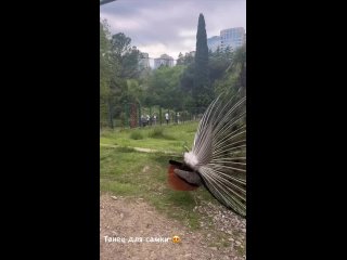 Брачный танец самца в парке Дендрарий 🦚  📷: ekaterinapantus (видео)