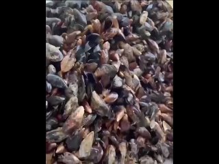 А вы когда нибудь видели сбор урожая мидий?  📍На видео сбор урожая мидий в районе Геленджика (видео)