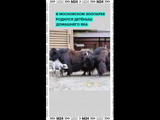 🐮 Милые новости с утра. В Московском зоопарке родился детёныш домашнего яка, и он просто 100/10 по шкале... (видео)