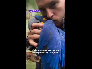 Попугай заебался от этих сальных объятий - Максим Татарников