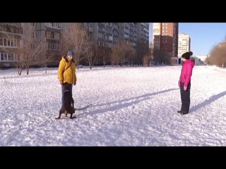 Ваша собака тянет поводок?   Мы раскрыли 3 простых секрета, идеальной прогулки с собакой🦮  Смотрите и применяйте❤️ (видео)