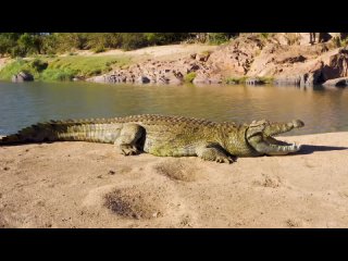 Африканский сафари 4K - живописный фильм о дикой природе с африканской музыкой