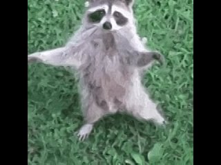 🦝 Еноты покусали двух человек в Туапсинском округе   В Агое шерстяной дебошир обиделся на туристов, которые не... (видео)