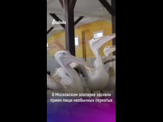 «Идем кушать, ребят» — в Московском зоопарке засняли прием пищи необычных пернатых    Кудрявые пеликаны, да-да, реально... (видео)