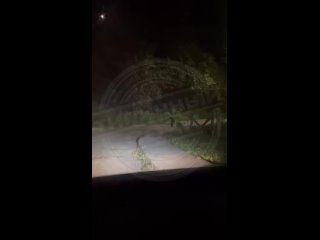 🐻 Медвежата резвились на дороге на Красной поляне.   🎥 sochitypical (видео)