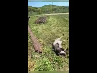 😄 Испуганные козы, которые падают (видео)