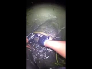 Рыбак заснял пугающие кадры, как гигантский сом напал на него прямо во время рыбалки на реке Амазонке.  На первый... (видео)