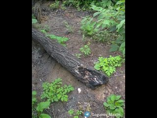 «У меня лапки»: амурскому лесному котенку не удалось вскрыть найденную фотоловушку    Котёнок Амурского лесного кота... (видео)