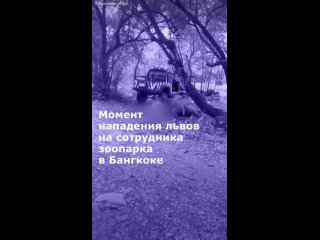 В бангкокском зоопарке Safari World стая львов растерзала сотрудника. Об этом сообщила газета Khaosod.    Погибший... (видео)