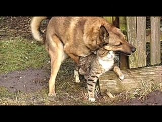 Animal sex !!!!!! so funny ))))) watch online