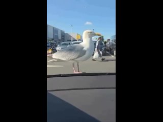 Еще такая посмотрела 🤣 - Типа ты точно нормальный?  - Брать можно?  - Ну ты сам так решил 😘я возьму . Спасибо 🤣 - Наталья Фатьянова