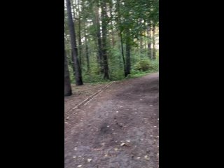 В Шарташском лесопарке введены новые правила, запрещающие пылесосить листву, кормить комаров и грызть деревья. В... (видео)