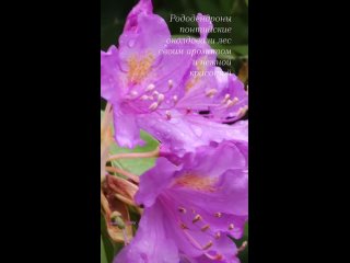 🌸 Рододендроны распустились в лесах под Сочи.   Цветение их продлится до конца июня. В окрестностях курорта... (видео)