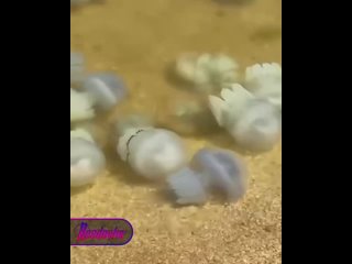 Гигантские медузы заполонили Азовское море — купаться там может быть опасно    Скорее всего, нашествие «морского желе»... (видео)