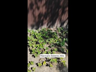 Это полоз ,, ящерица безногоя,, совсем безобидный - Виталий Лапшин