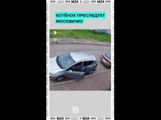 Самая милая причина опоздания: девушка не могла уехать на работу из-за преследований… котёнка 😍  Настойчивый сосед... (видео)