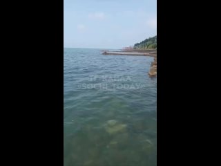 Экологическая тревога на Мацесте: на побережье обнаружены пятна мазута    Жители Мацесты сообщают о загрязнении... (видео)