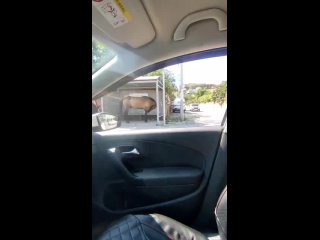 Ничего необычного, просто лошадь ждет маршрутку (видео)