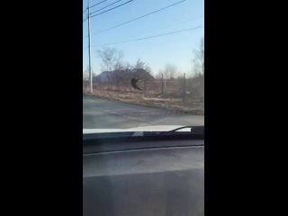 🐻 На Сахалине медвежонок попытался "улететь", но передумал    На территорию сахалинского аэропорта пробрался... (видео)