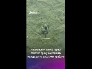 На Анапском пляже турист заметили драку на клешнях между двумя дерзкими крабами    На видео попала потасовка двух... (видео)