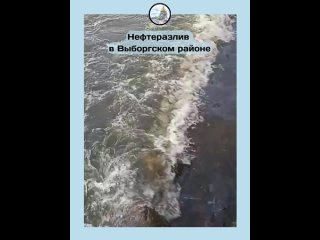 «Вся береговая линия в мазуте» — жители Ленобласти показали обстановку в Приморске Выборгского района, где накануне... (видео)