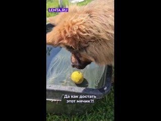 Срочно ❤ этому пёсику за упорство    #лентадобра@lentaru    ... (видео)