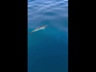 Встреча, которая превращает обычную морскую прогулку в счастье! 🥰🐬  📷: andrey.pekay (видео)