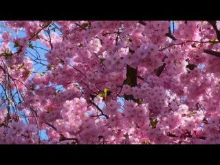 ✨Нежная Музыка, успокаивающая Нервную Систему и Радующая Душу✨ Расслабляющая музыка для отдыха и сна с природой