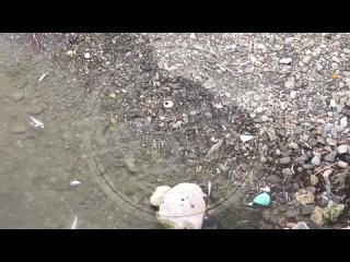 Речка на Мамайке превратилась в кладбище рыб: последствия «проверки» Водоканала  Ранее жители района сообщили о сбросе... (видео)