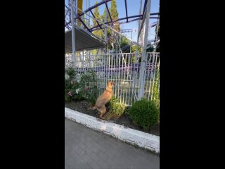 Собака на аттракционы ругака в парке Ривьера 👀 (видео)