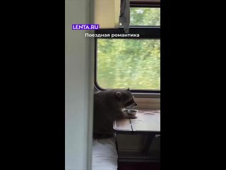 Вот подсесть бы к нему с заваренным «Дошираком» и поговорить о жизни. И пусть он даже ничего не ответит...   ... (видео)