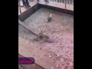 А вас тоже приходится вытаскивать из постели, как камчатского медвежонка из ямы с отходами?    Закрутившись в... (видео)