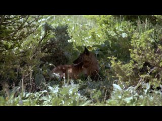 Волки / Wolves / 1999