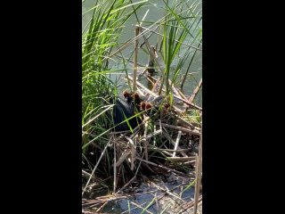 Еще одно семейство на озере Кабан 🐣 (видео)