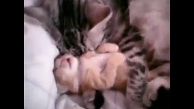 Cat mom hugs baby kitten
