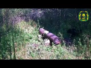 🐻 Даже у мишек своя аптека: в Тоншанвском районе косолапый решил «подзарядиться» минералами и пришёл к солонцу. ... (видео)