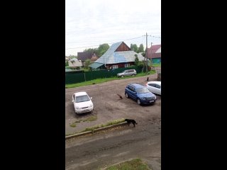 На меня они нападали возле АТиСО, никого не было рядом я шла далеко от них, они увидели меня подбежали и начали за ноги... - Наталья Логиновская