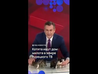 Ничего милее вы сегодня не увидите. На турецком ТВ показали котят, которые родились в стенах редакции.    Ведущий... (видео)