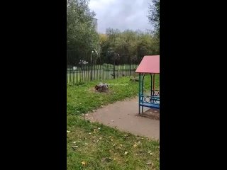 Хищную птицу заметили возле садика в Академе  Жильцы дома на Чкалова 117а приняли ее за сокола. Но орнитологи... (видео)