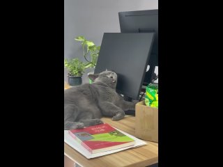 Доброе утро! (видео)