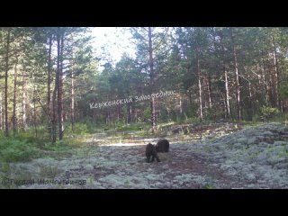 Принесли вам милое видео. Фотоловушка зафиксировала необычную сцену: четверо медвежат устроили игру, напоминающую бои... (видео)